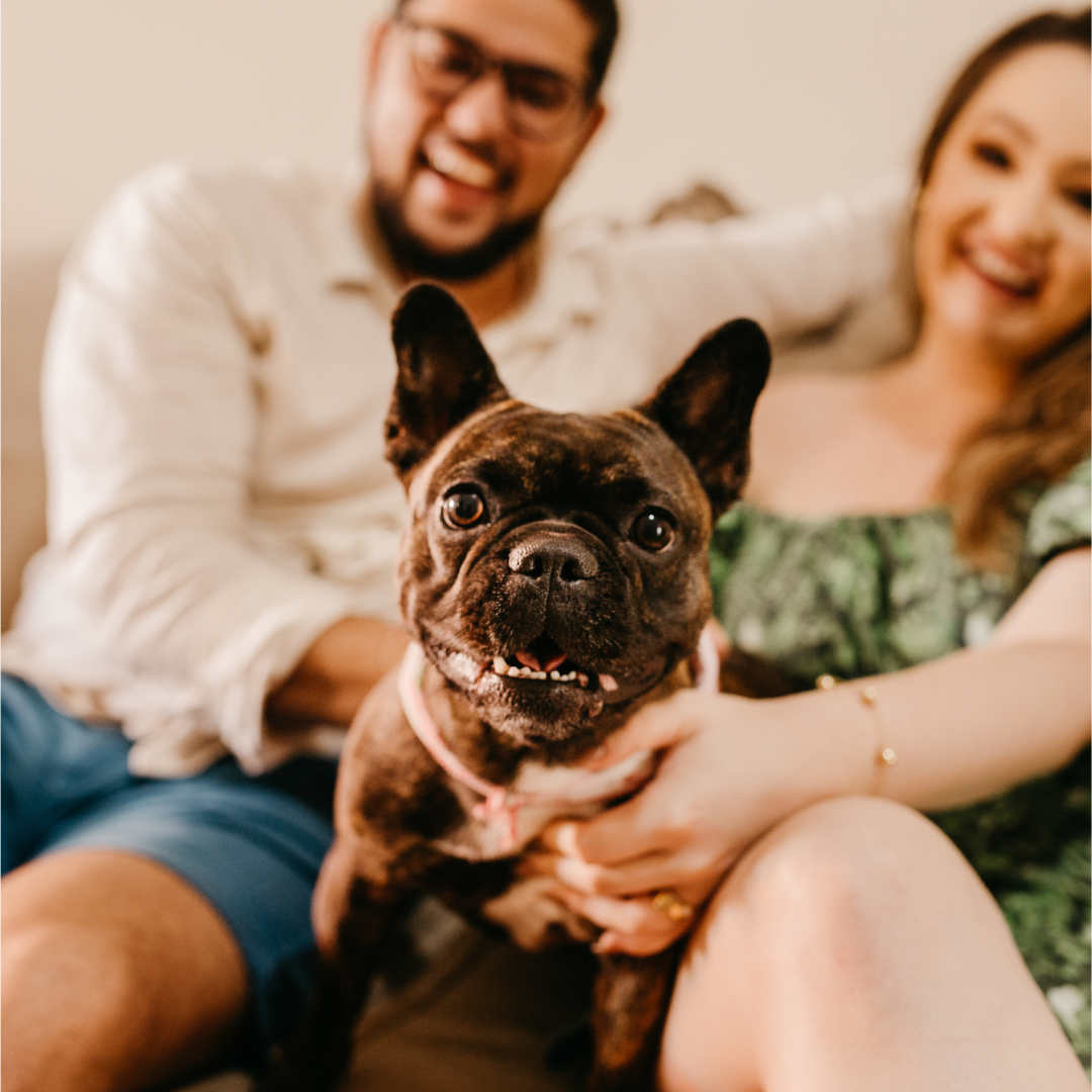 dog training program steps